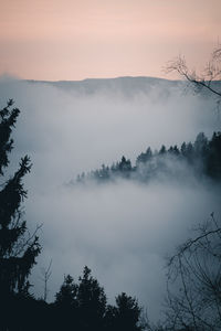 Cold winter morning standing higher than the clouds n the black forest / schwarzwald, germany