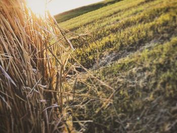 Close-up of crop growing on field