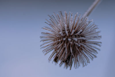 close-up