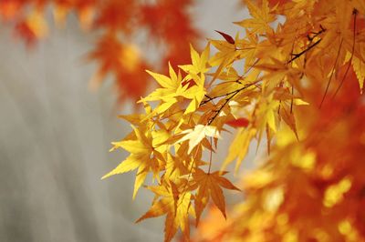 Close-up of maple leaves on branch