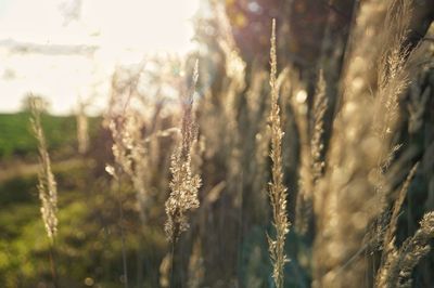 Close-up of plants against blurred background