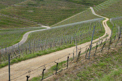 Scenic view of agricultural field