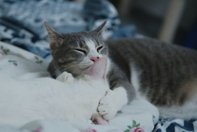 Close-up of cat sleeping on bed