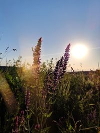 Purple flowering plants on field against sky during sunset