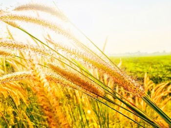 Close-up of wheat growing on field against clear sky