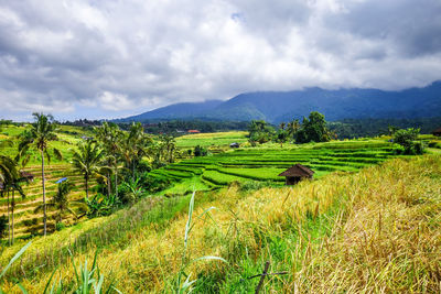 Scenic view of agricultural field against sky