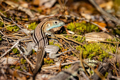 High angle view of snake on field