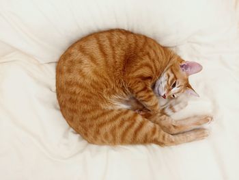 High angle view of cat sleeping on bed