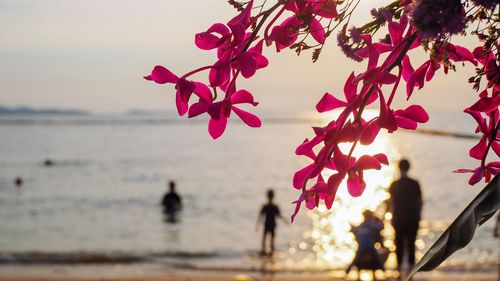 Close-up of pink flowering plant against sea