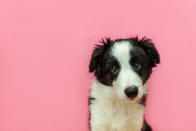 Portrait of dog against pink background