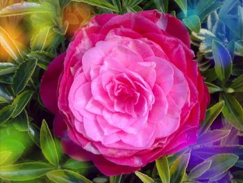 Close-up of pink rose flower