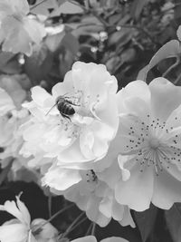 Close-up of bee on white flowering plant