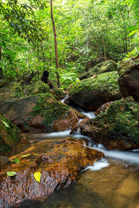 Stream flowing through rocks in forest