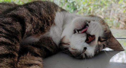 Close-up of cat yawning