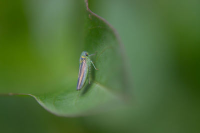 Grasshopper on leaf