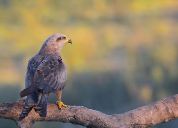 Close-up of bird perching on rock