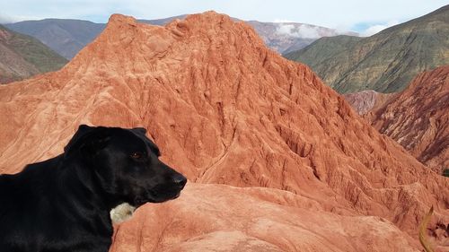 Dog in a mountain