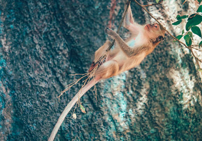 Close-up of monkey on tree trunk