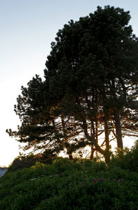 Low angle view of trees against sky