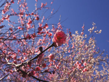 Low angle view of cherry blossoms in spring