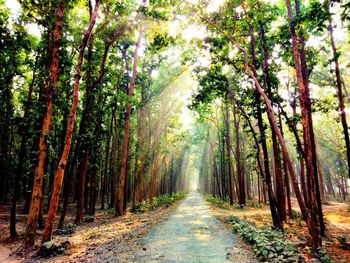 Walkway amidst trees in forest against sky