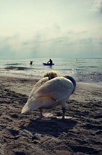 Swans on beach against sky