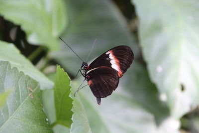 Butterfly perching on leaf