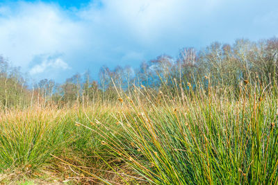 Plants growing on land against sky