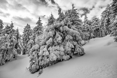 Pine trees on snow covered land against sky