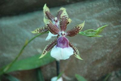 High angle view of flower on plant