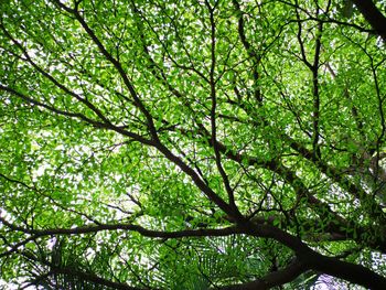 Low angle view of tree in forest