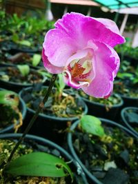 Close-up of flower blooming outdoors