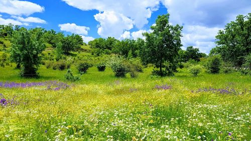 Scenic view of grassy field against sky