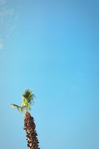 Low angle view of trees against blue sky