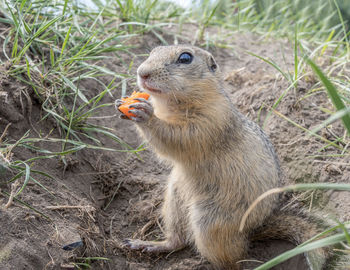 Close-up of squirrel