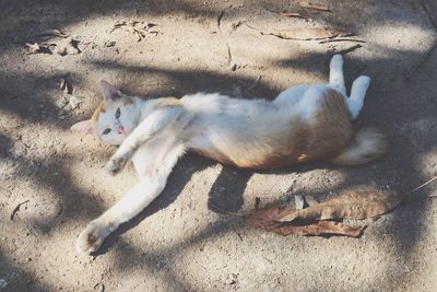 High angle view of horse on field