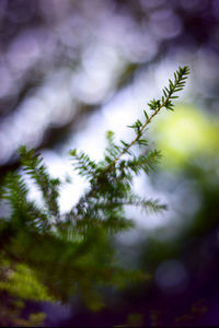 Close-up of purple flowering plant