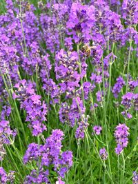 Close-up of purple flowering plants on field