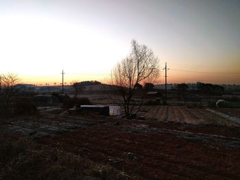 Trees on landscape at sunset