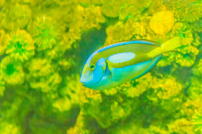 Close-up of fish swimming in sea