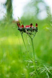 Close-up of butterfly on flower