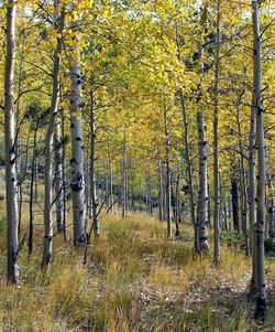 Trees growing in forest