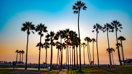 People and palm trees at park during sunset