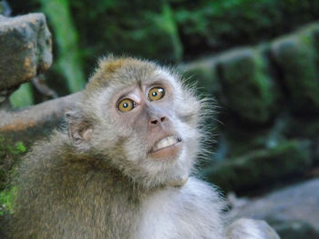 Close-up of monkey looking away