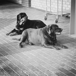 Dog on floor