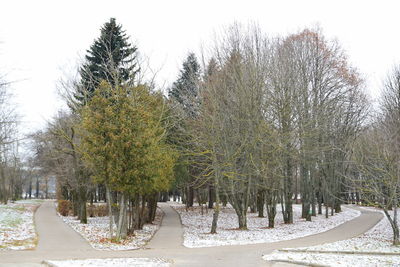 Trees on snow covered land against sky