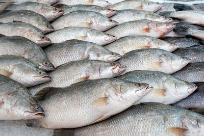 High angle view of fish for sale in market