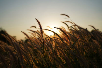 Close up flower grass and sunrise background in the morning