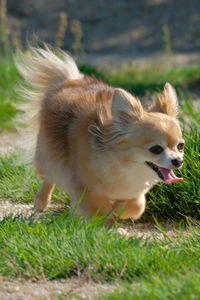 View of a dog on field