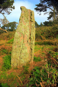 Stone wall on field against trees in forest